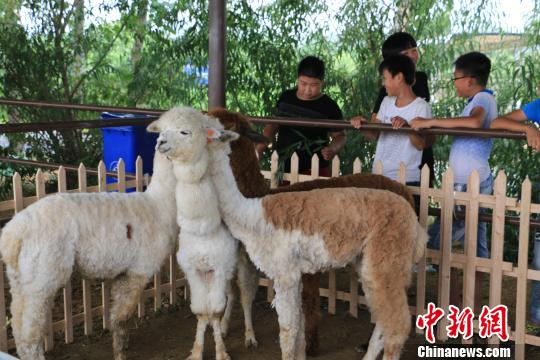 小朋友与羊驼亲密接触。 孙静怡 摄