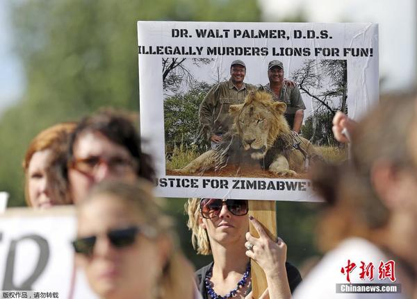 美国牙医猎杀非洲狮王引起公愤 民众围堵其诊