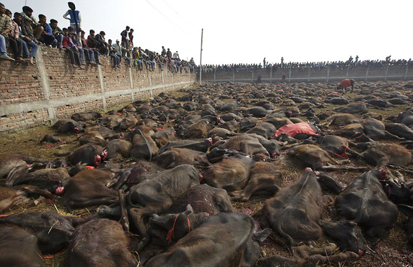 2014年庆祝嘉蒂麦女神节前，数千名印度人和尼泊尔人抗议残酷的屠宰仪式。（网页截图）