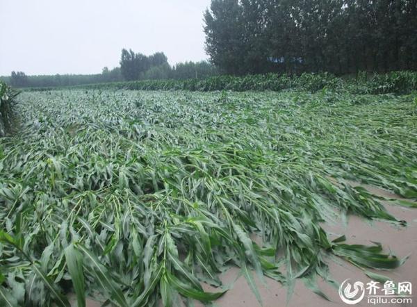 山东济宁泗水遭遇暴风雨 300亩庄稼不同程度受