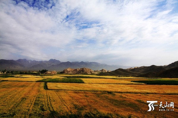 大片的药材红花田