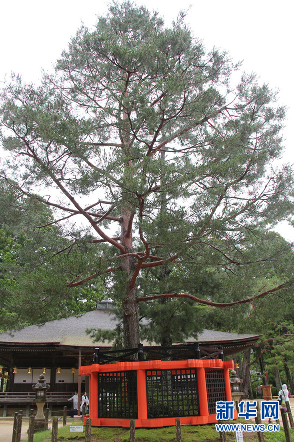 三钴松（新华社记者 蓝建中 摄）