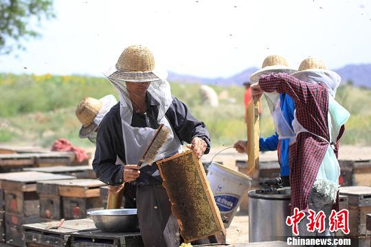石仕高一家正在整理蜂箱。　曹新加　攝