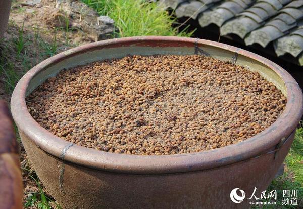 黄豆经浸泡、蒸煮、加豆料面粉和曲之后再日晒夜露。