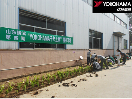　　【关于“YOKOHAMA千年之林”】