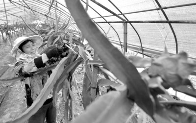 国内统一刊号:CN34 0001|火龙果|合肥市