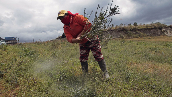 厄瓜多尔科托帕希火山喷发，市民戴口罩出行。(网页截图)