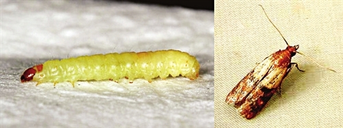图左为印度谷螟的幼虫