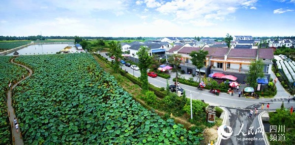 崇州市桤泉镇荷风水村千亩荷花，已经成为当地乡村旅游重要景点。（中共崇州市委宣传部提供）