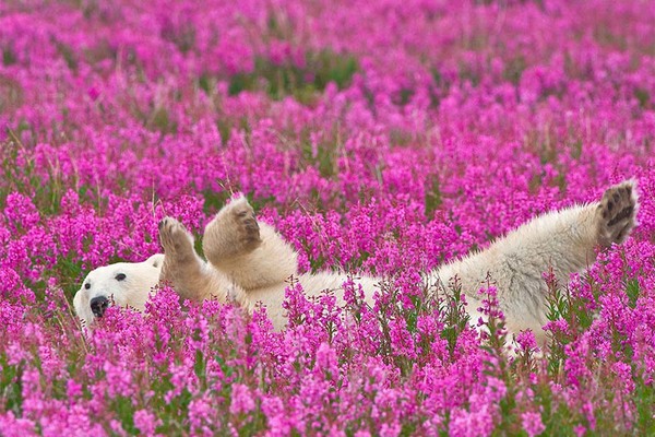 加拿大北极熊在夏日花丛中嬉戏 憨态可掬(高清