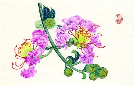 处暑紫薇知痛痒|紫薇|节气