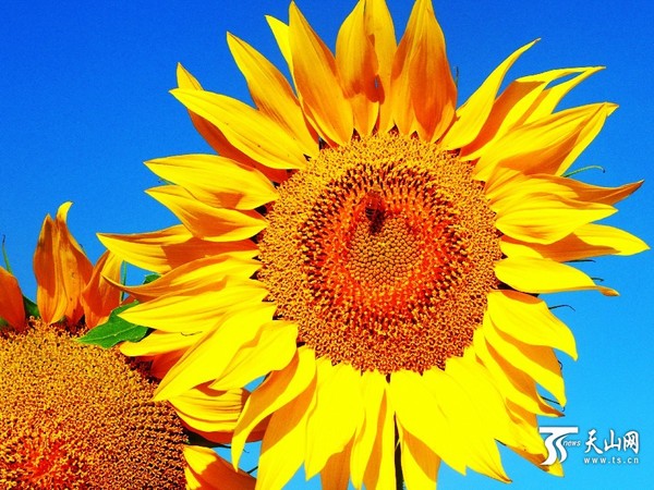 哈巴河县晚熟向日葵盛开美如画|花期|向日葵