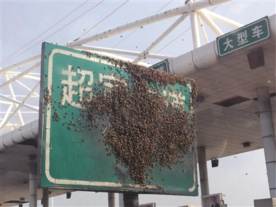 蜜蜂霸占高速公路收费站 司机和收费员悲剧