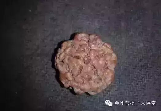 　　用砂纸把金刚莲花座磨平。然后把里面的籽取下来。