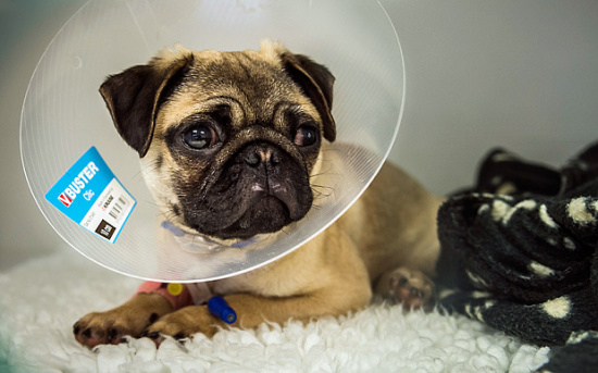 英国开办首家宠物专属癌症医院 配备顶尖专家