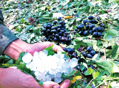 两场冰雹突袭荥阳 受灾果农盼气象部门能人工
