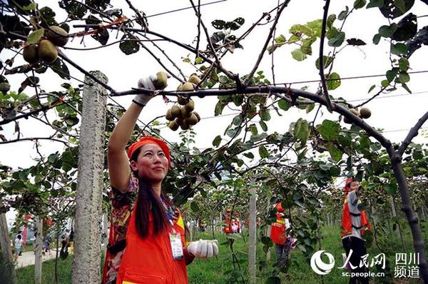 首届苍溪红心猕猴桃采摘节正式举行|农业|采摘