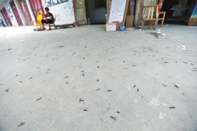 洛阳一村庄门前路、庄稼地现海量千足虫 村民