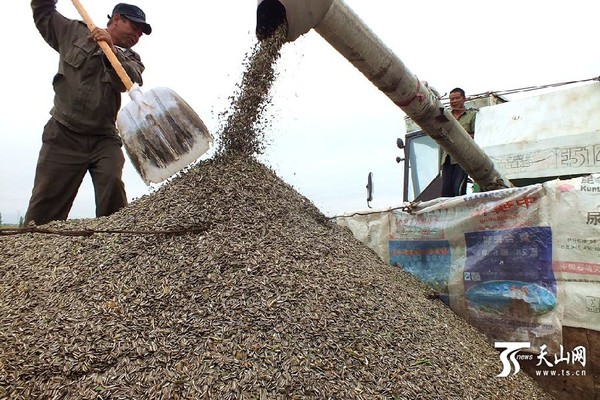 农民机械采收向日葵