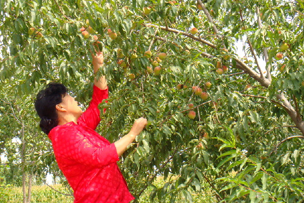 沙漠里的桃子丰收了。