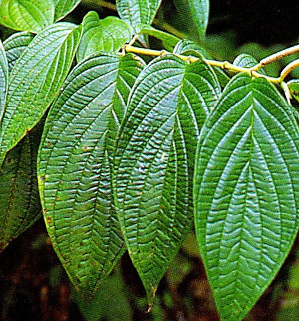 　　厄瓜多尔“超级树叶”