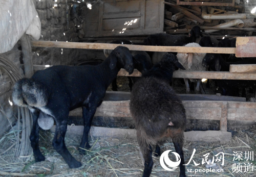 “农村社区发展（小母牛）项目”帮助农户致富。（陈育柱 摄）