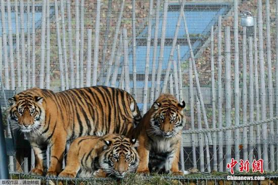 新西兰动物园一高级管理员遭老虎袭击身亡|老