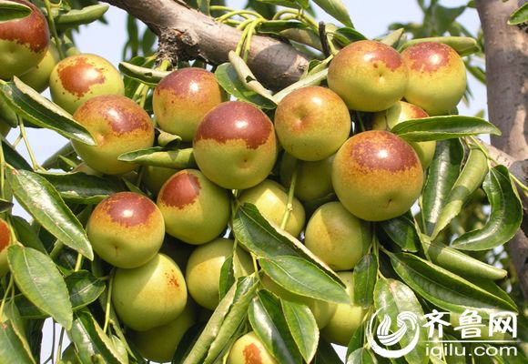 沾化冬枣种植有法可依 标准化体系铸就高品质