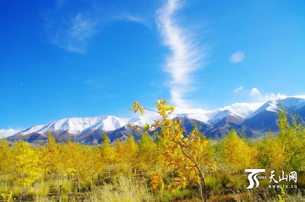 新疆巴里坤县的白桦林树叶已变成金黄色,在美丽的天山雪山下里显得