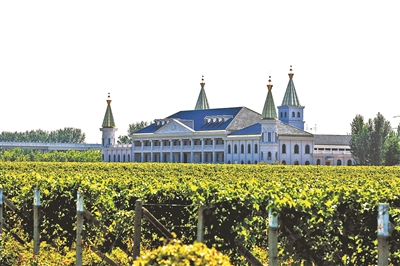 分会场品酒赏画 葡萄园绿野风光|酒庄|葡萄酒