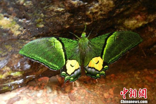 广东发现极度濒危一级保护野生动物金斑喙凤蝶