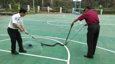 眼镜蛇出没阳明山民宅 消防员动用器具将其捕