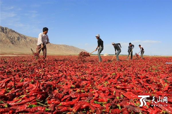 农民在霍拉山下晾晒红辣椒。