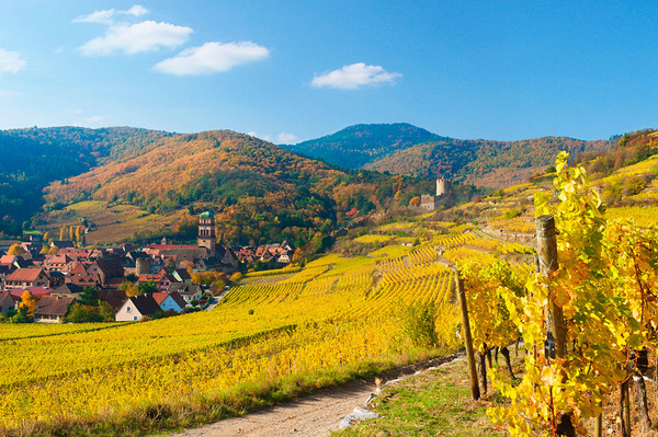 法国阿尔萨斯的田野里金黄一片,生机盎然。(网页截图)