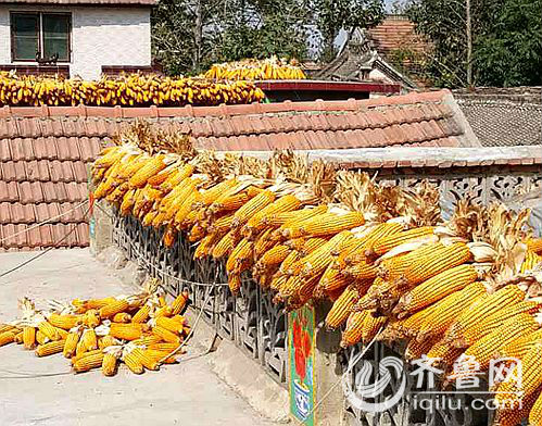 菏泽:秋收忙晒粮 玉米价格持续走低村民寻出路