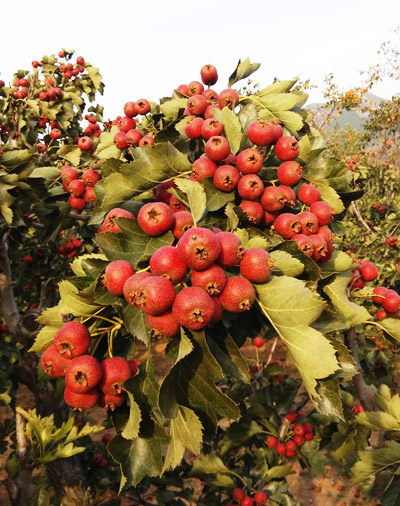 老家园子里的山楂正值成熟季节,一串串挂在枝头,煞是喜人。