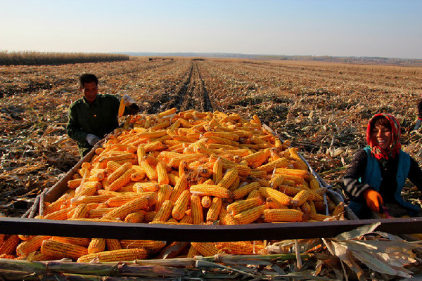 在吉木萨尔县北庭镇泉水地村村民潘超家的玉米地里，老俩口看着黄灿灿堆成小山的玉米乐的合不上嘴。