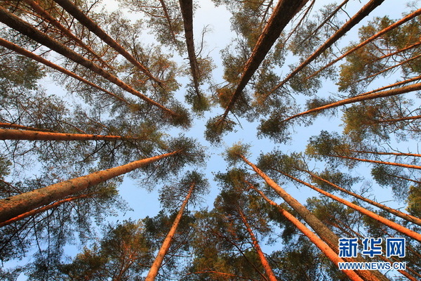 笔直的松树是明斯克郊外森林的主要树种。新华社记者陈俊锋摄