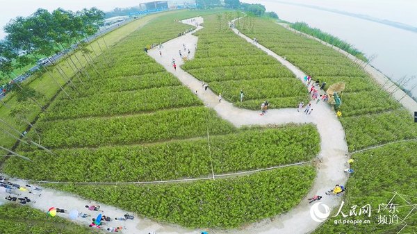占地35000多平方的两片花田花海种植了近100万株鲜花,吸引游客驻足观赏。