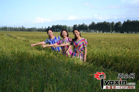 田野一片好风光