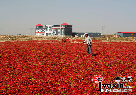 宅男一亩二分地_春大棚西瓜一亩地收入(3)