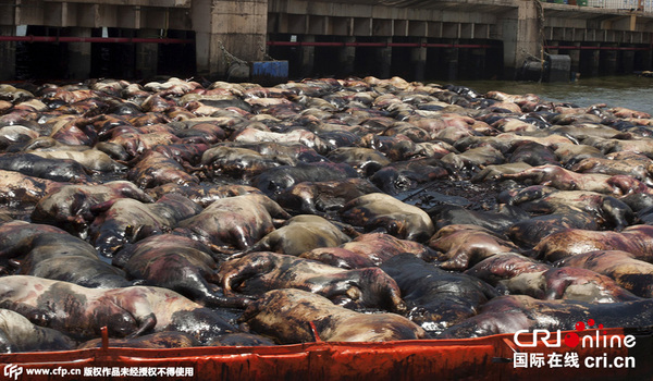 　　當地時間2015年10月10日，巴西維拉多康德港，牛肉生產商Minerva SA的一艘載有約5000頭牛的船只在駛出維拉多康德港后傾覆，5000頭牛全部死亡，未造成人員傷亡。 圖片來源:CFP