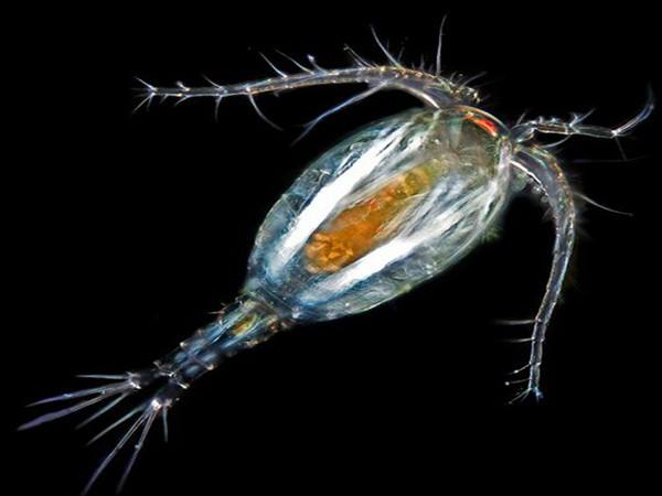 　　图为显微镜下的桡脚类生物。（图片来源：互联网）
