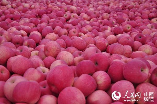 吉县苹果硕果累累 郭凯祥 刘润田摄
