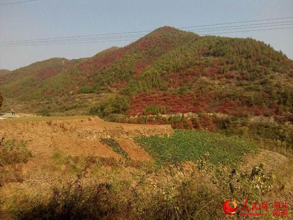 被秋叶染红的连绵群山