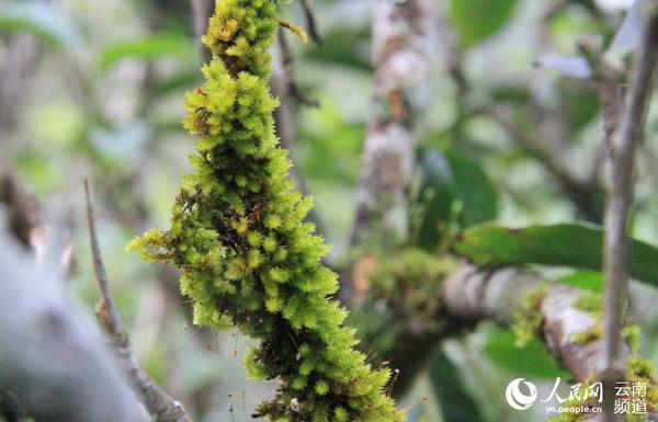 古树茶上长满了厚厚的青苔。人民网 虎遵会 摄