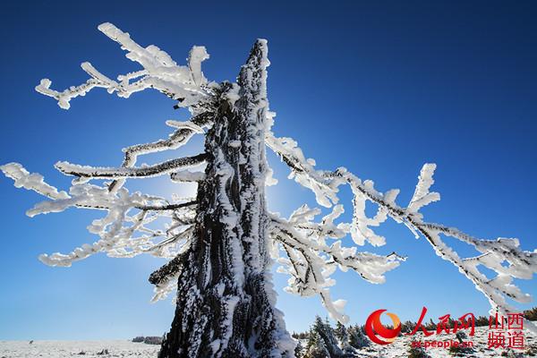 芦芽山雪景 （曹建国 梁海宏 摄）