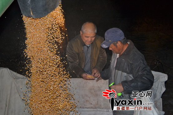 陈祖斌和陈玉民看着手中收获的玉米粒