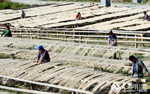 江西省上饶县花厅镇竹制品加工厂农民女工在正在晾晒用于加工竹帘的竹丝。