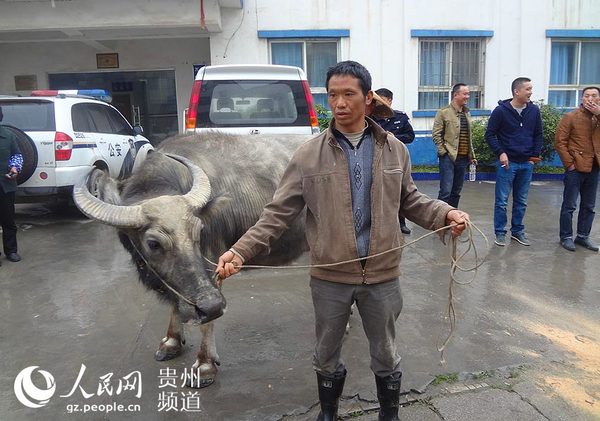 图为警方为群众找回被盗的耕牛